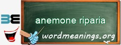 WordMeaning blackboard for anemone riparia